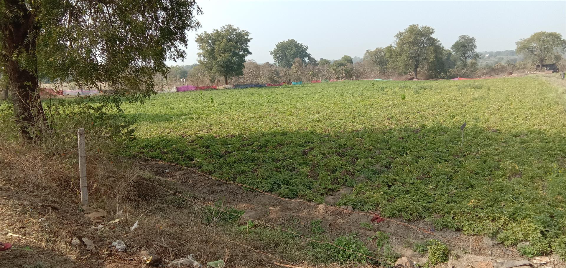 agricultural-lands-khandwa-road-indore-agricultural-land